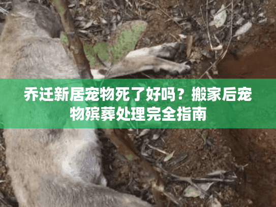 乔迁新居宠物死了好吗？搬家后宠物殡葬处理完全指南