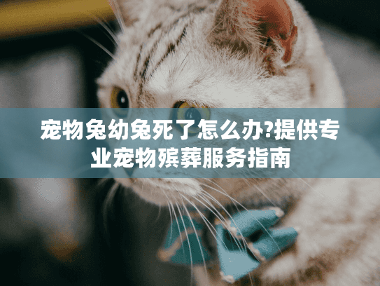 宠物兔幼兔死了怎么办?提供专业宠物殡葬服务指南