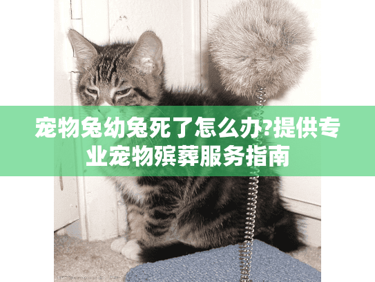 宠物兔幼兔死了怎么办?提供专业宠物殡葬服务指南
