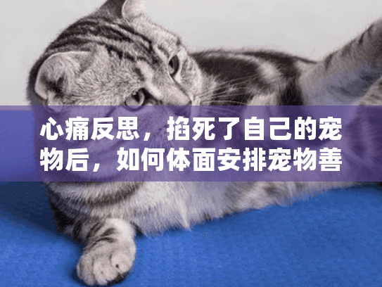 心痛反思，掐死了自己的宠物后，如何体面安排宠物善终服务？