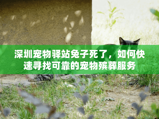 深圳宠物驿站兔子死了，如何快速寻找可靠的宠物殡葬服务