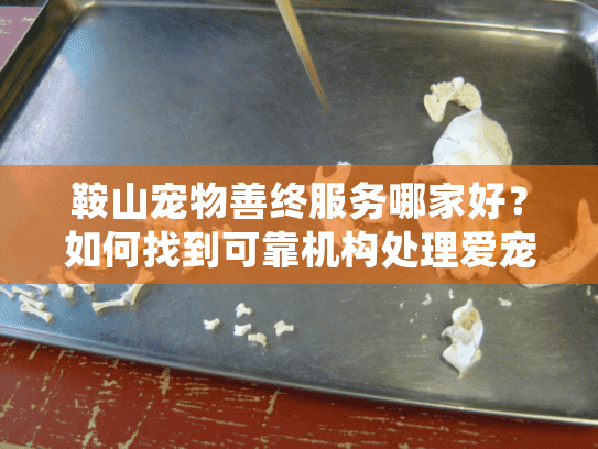 鞍山宠物善终服务哪家好？如何找到可靠机构处理爱宠后事