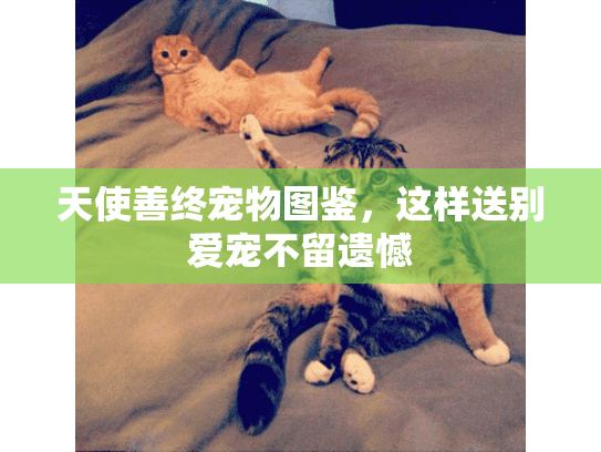 天使善终宠物图鉴，这样送别爱宠不留遗憾