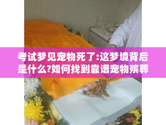 考试梦见宠物死了:这梦境背后是什么?如何找到靠谱宠物殡葬服务