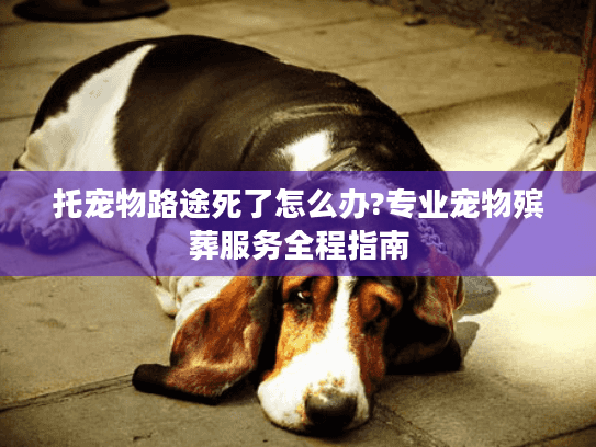 托宠物路途死了怎么办?专业宠物殡葬服务全程指南
