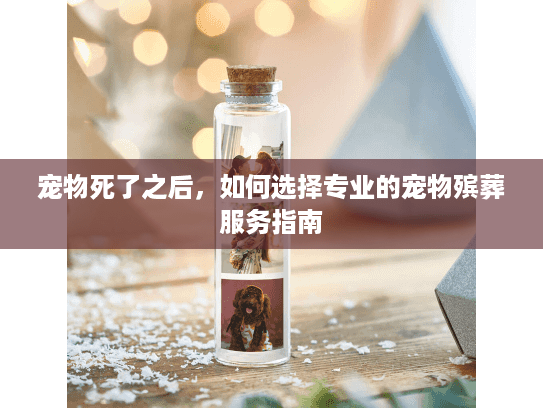宠物死了之后，如何选择专业的宠物殡葬服务指南
