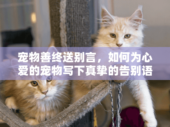 宠物善终送别言，如何为心爱的宠物写下真挚的告别语？