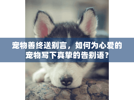 宠物善终送别言，如何为心爱的宠物写下真挚的告别语？