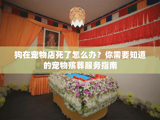 狗在宠物店死了怎么办？你需要知道的宠物殡葬服务指南