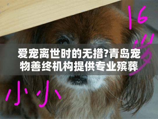 爱宠离世时的无措?青岛宠物善终机构提供专业殡葬服务