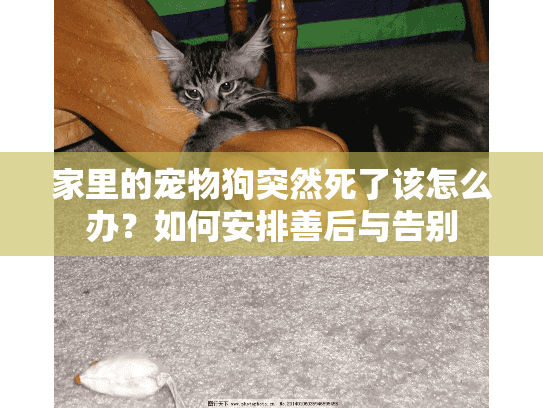 家里的宠物狗突然死了该怎么办？如何安排善后与告别