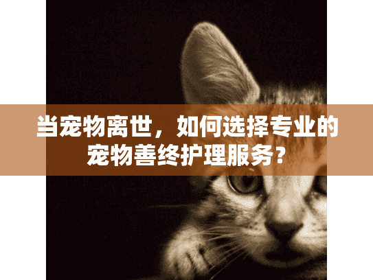 当宠物离世，如何选择专业的宠物善终护理服务？