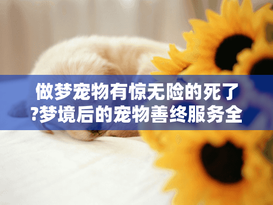 做梦宠物有惊无险的死了?梦境后的宠物善终服务全指南