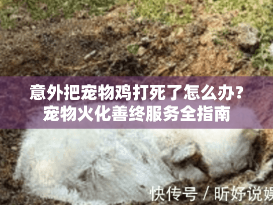 意外把宠物鸡打死了怎么办？宠物火化善终服务全指南