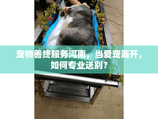 宠物善终服务河南，当爱宠离开，如何专业送别？