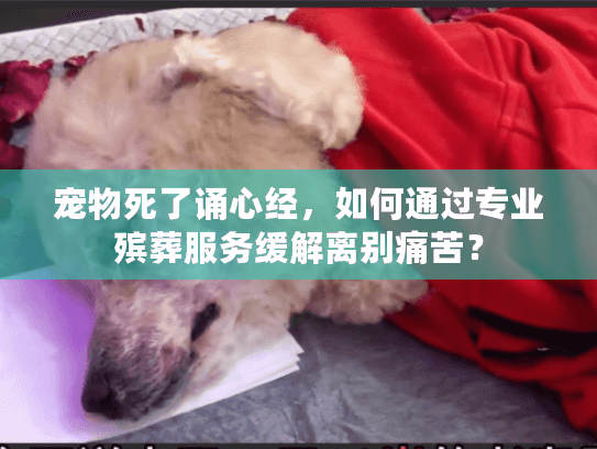 宠物死了诵心经，如何通过专业殡葬服务缓解离别痛苦？
